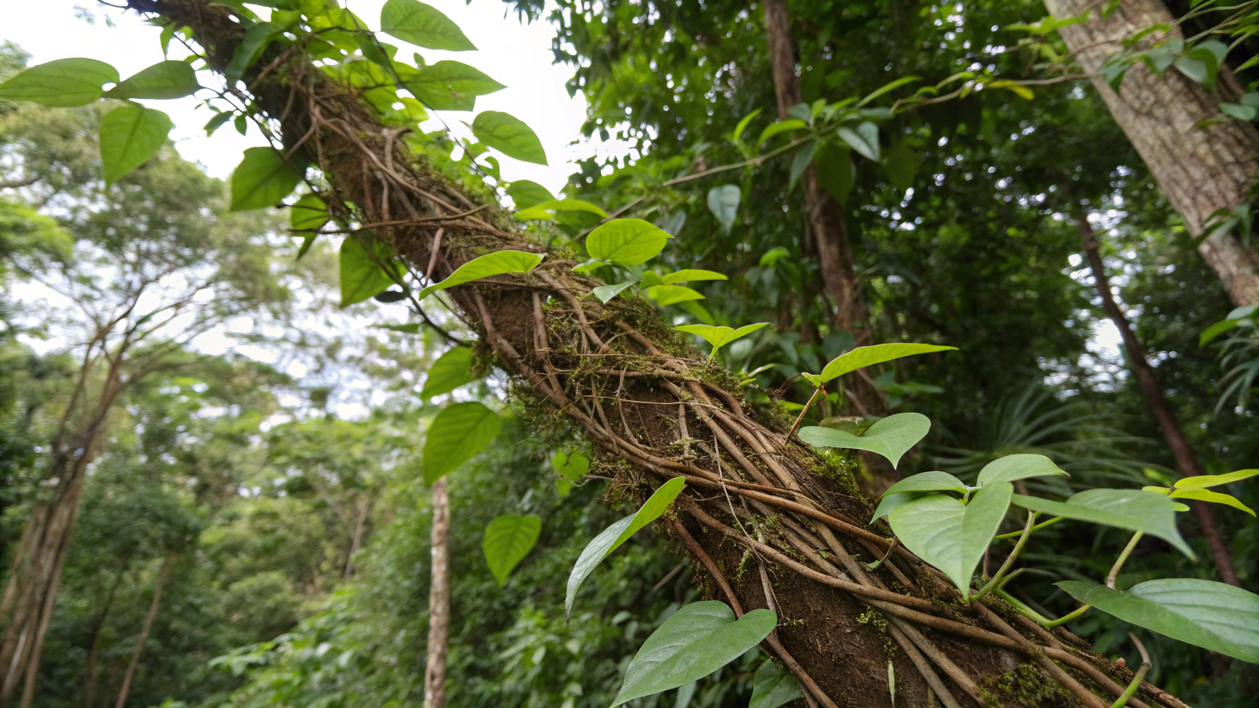 AI generated image by Red Panda AI: Cat's Claw, also known as Uncaria tomentosa, is a tropical vine native to the rainforests of Central and South America. Produce a picture of this