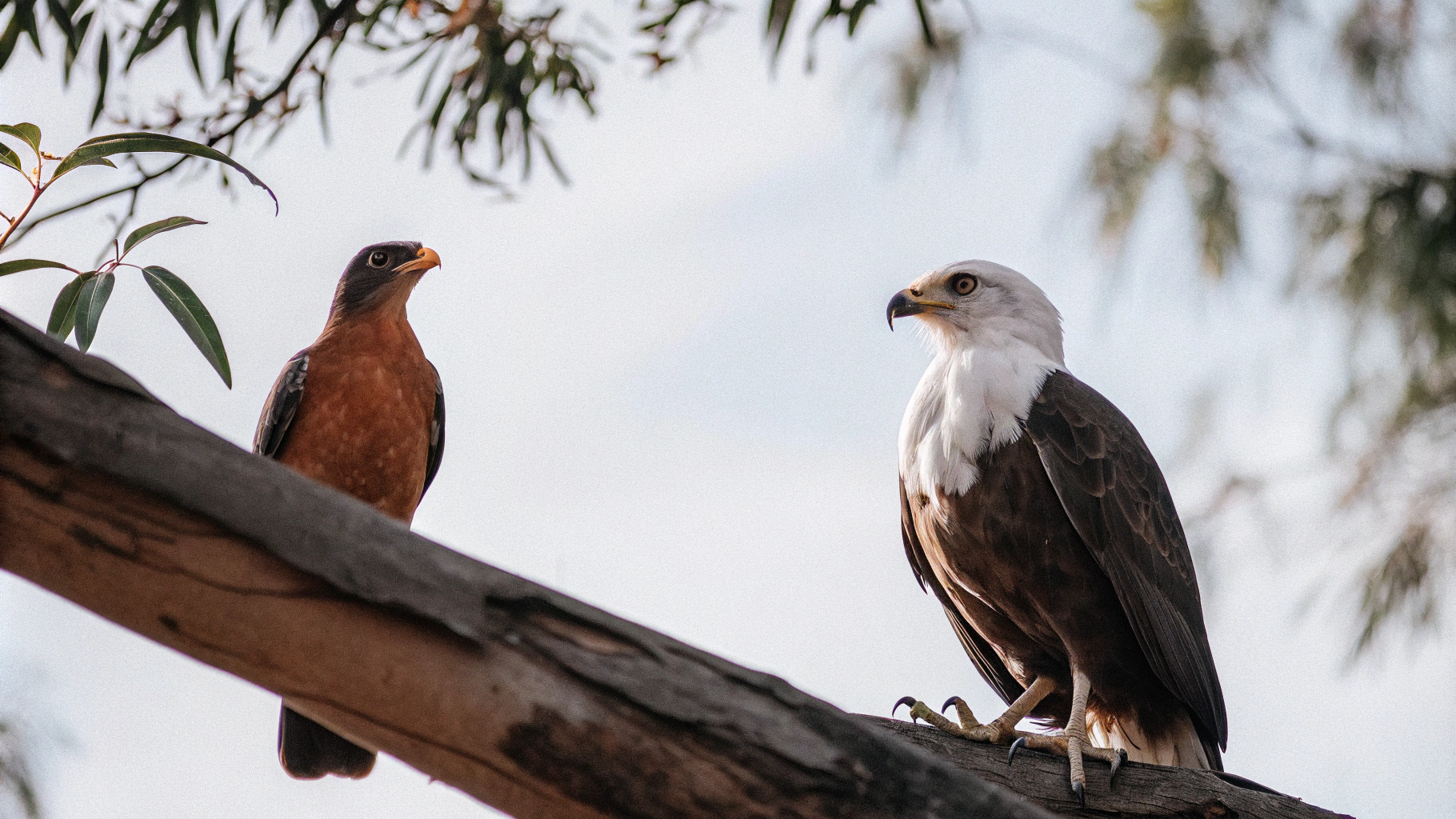 AI generated image by Red Panda AI: A robin and bald eagle on a tree branch next to one another