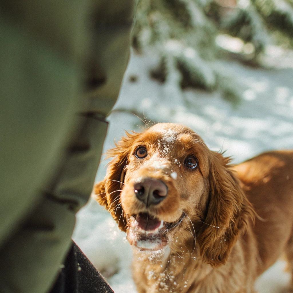 AI generated image by Red Panda AI: A close-up, photorealistic image of an adorable dog playing in the snow. The dog has a joyful, playful expression with snowflakes on its nose and fur, looking directly at the viewer. The background is a soft, snowy landscape blurred to keep the focus on the dog. The lighting is natural, capturing the sparkle in the dog’s eyes and the texture of the snow around it. The image exudes warmth and innocence, likely melting the hearts of anyone who sees it.
