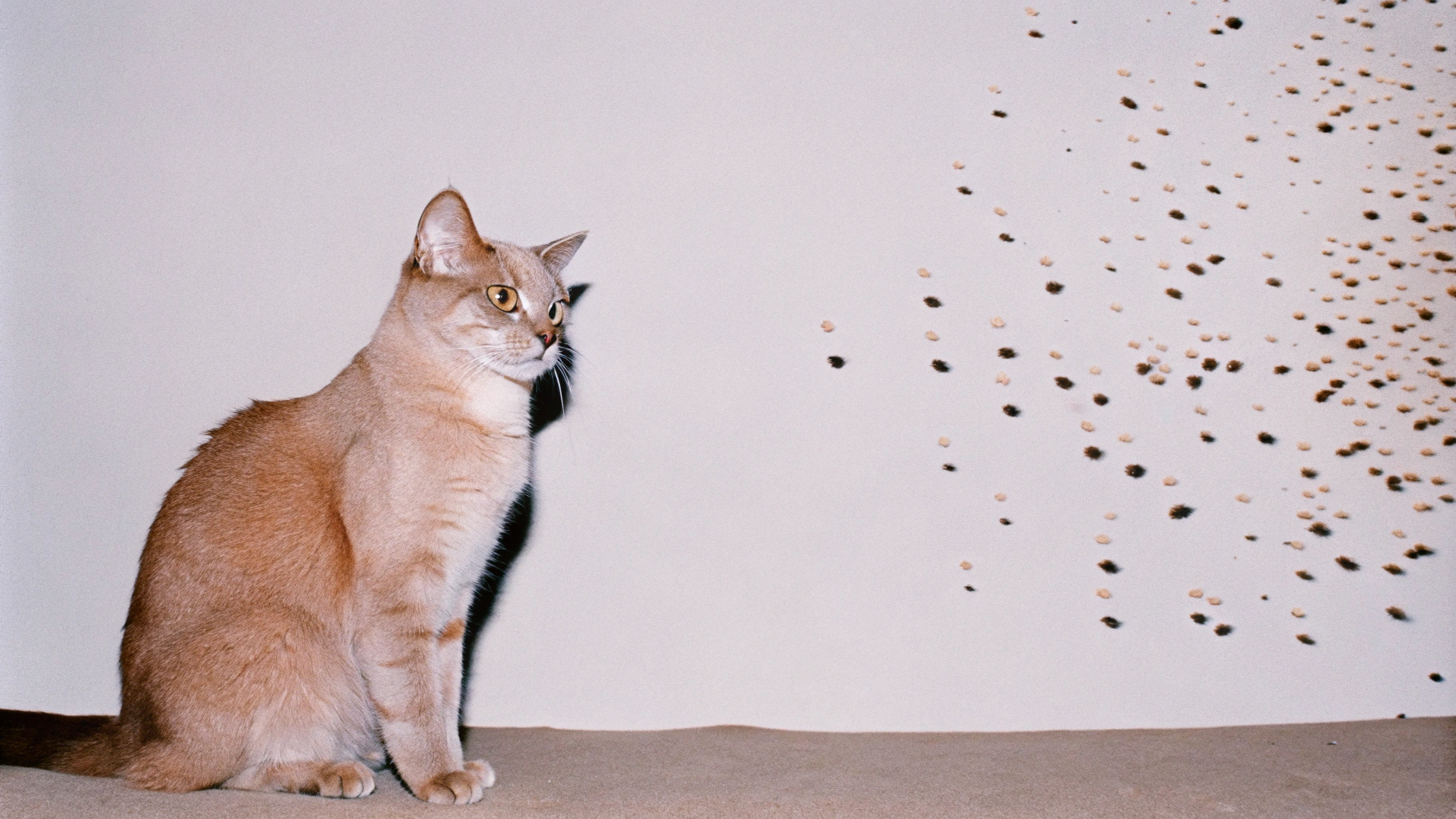 AI generated image by Red Panda AI: Create a side view of a beautiful cat but one half of the cat is split up into thousands of particals and floating away. Highly detailed and ultra realistic. This piece of art should be visually stunning., conceptual art, cinematic, 3d render, poster