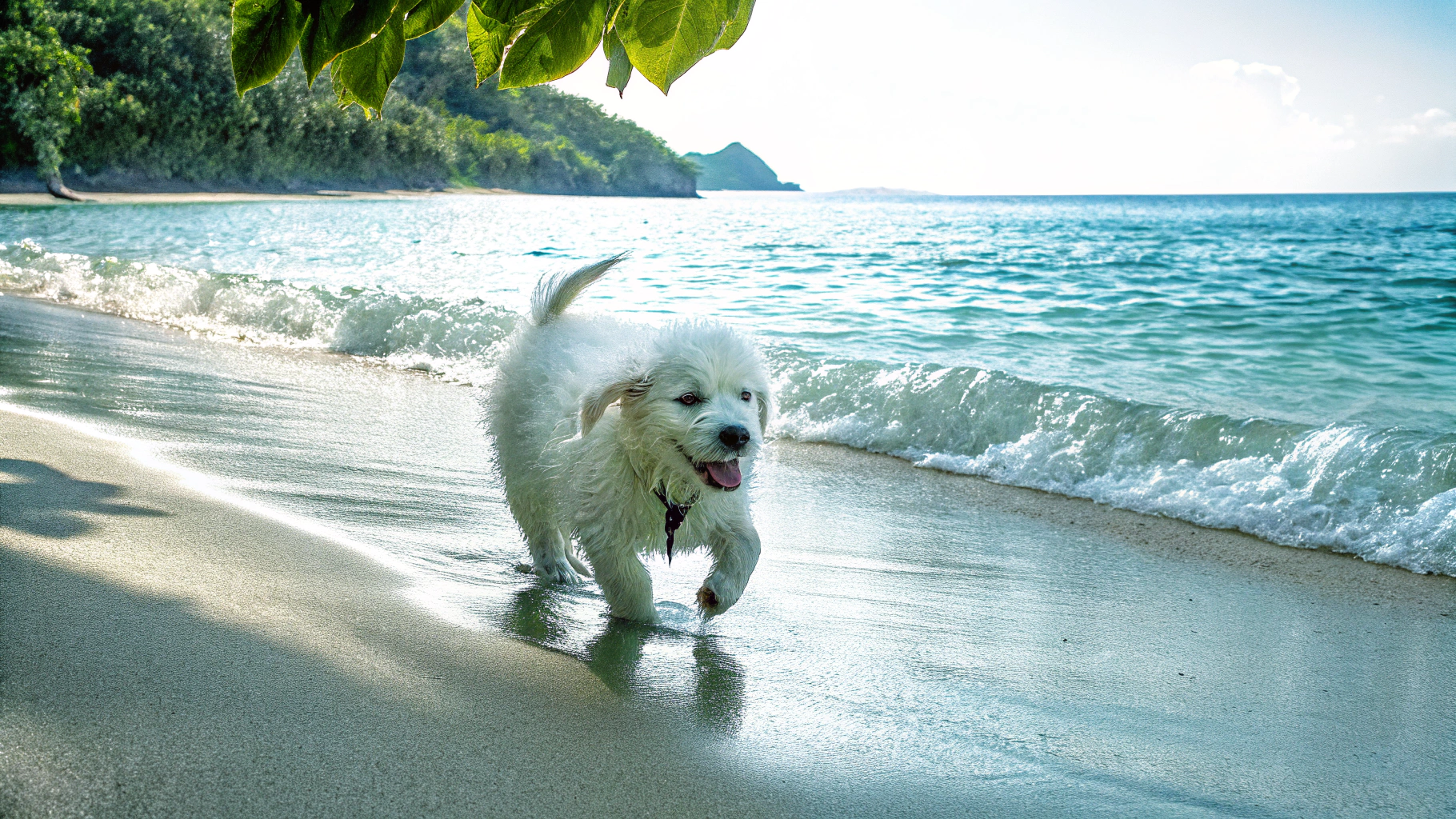 AI generated image by Red Panda AI: Shitsu cachorro de 3 meses cariñoso de color blanco en una playa soleada con colores naturales exactos hiperrealista 