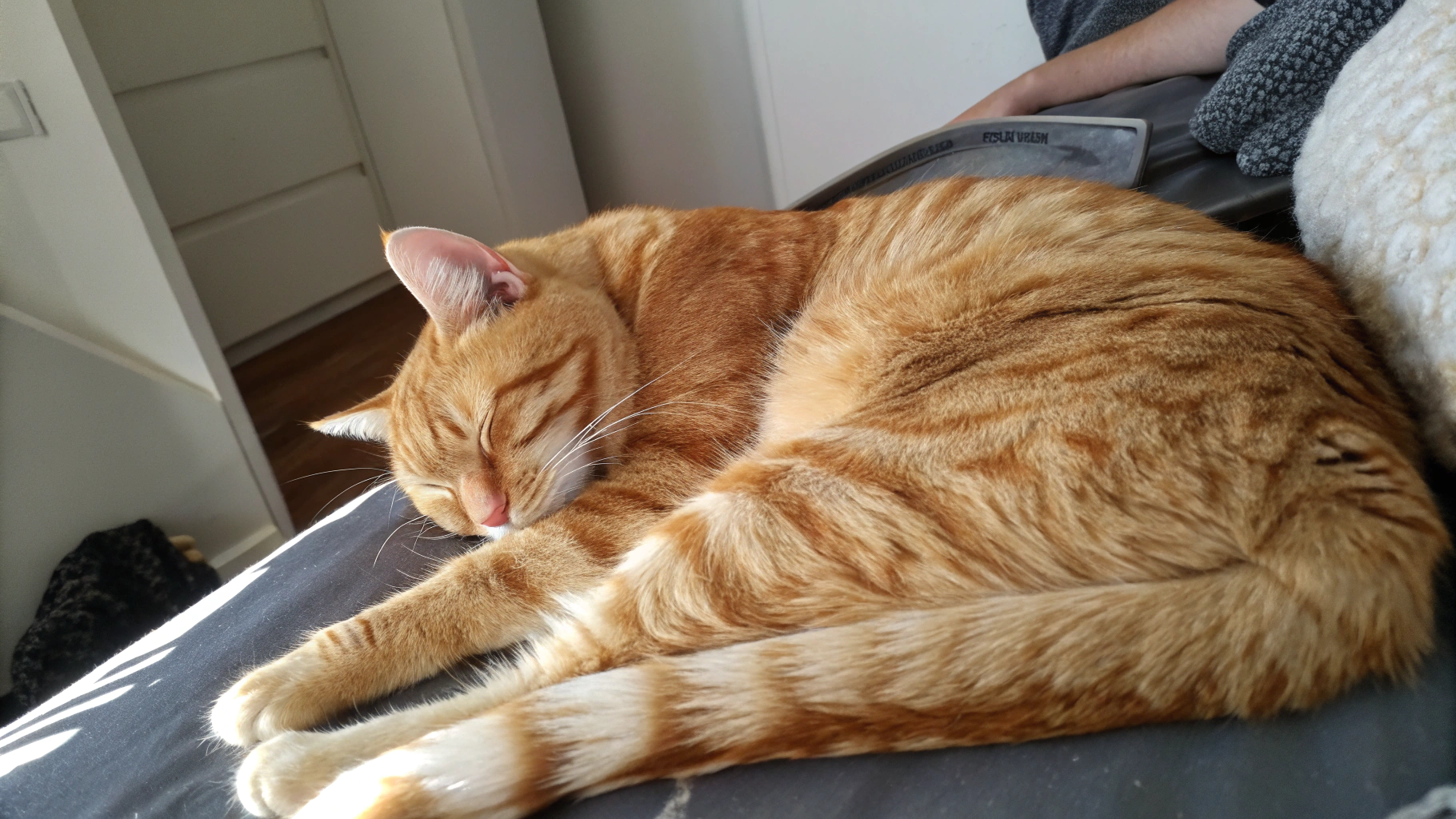 AI generated image by Red Panda AI: a sleeping orange tabby, top view