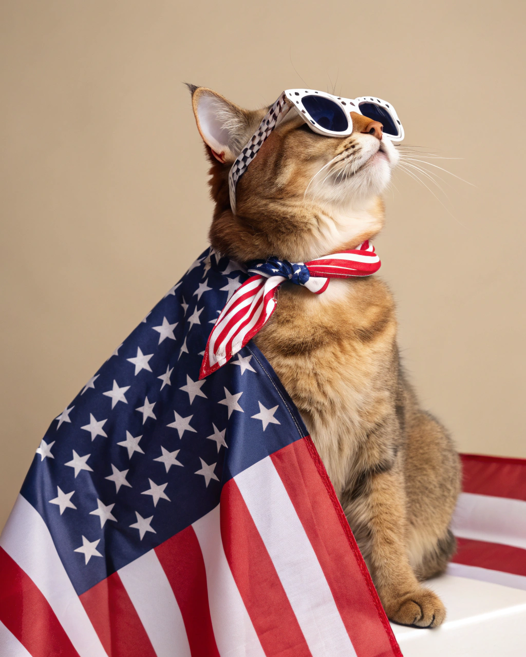 AI generated image by Red Panda AI: Photography of a Fashionist Cat wearing USA flag