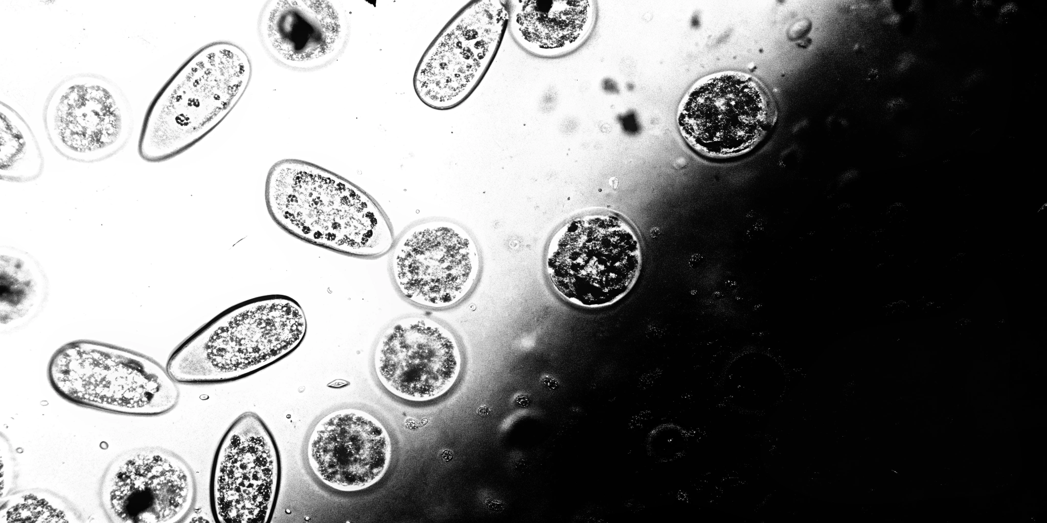 AI generated image by Red Panda AI: Macro image of one cell life forms in a drop of swamp water
