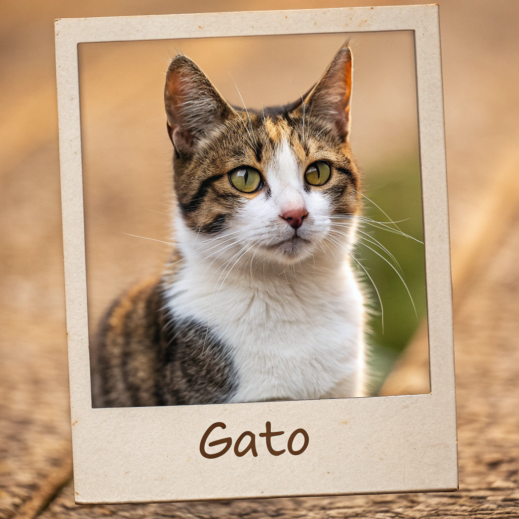 AI generated image by Red Panda AI: GATO