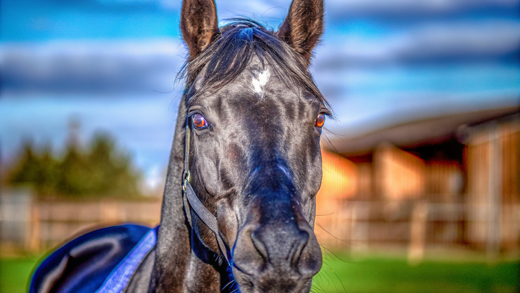 AI generated image by Red Panda AI: A dramatic portrait of a black horse with intense eyes, framed by shadows. professional photography